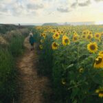Sunflowers on Gower